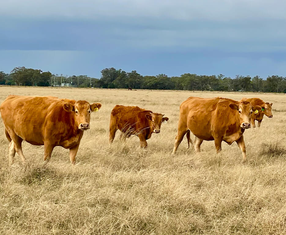 Bogan farm - Red Wagyu-Akaushi-Akage Washu