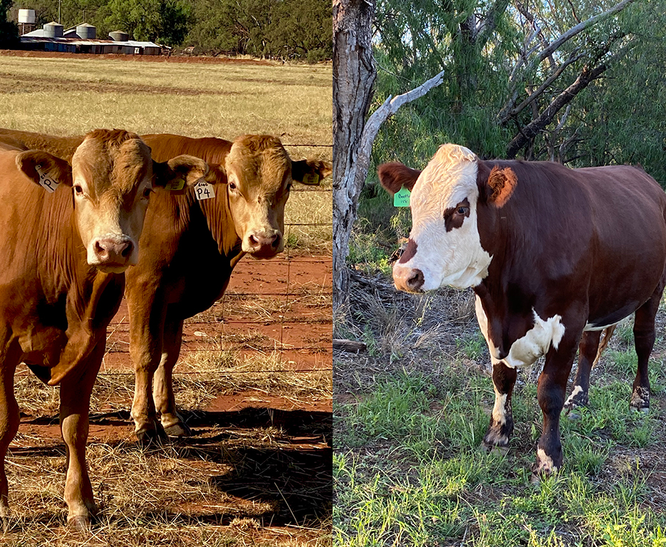 bogan-red-cows